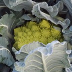 romanesco