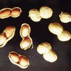 cacahuete_frutos_collaret