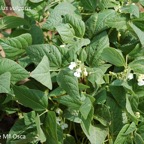 800_judias-matabaja_flor