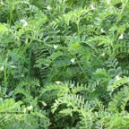 800_garbanzos_plantas copia