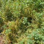 CUSCUTA_ALFALFA_800